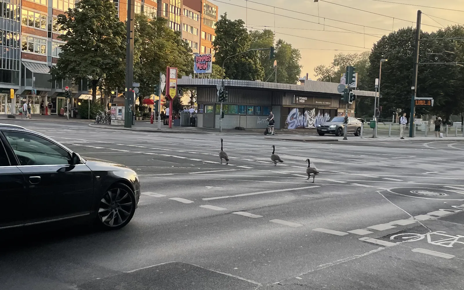 A car stopping at a crossing in the large city of Düsseldorf waiting for a family of geese to cross the road.