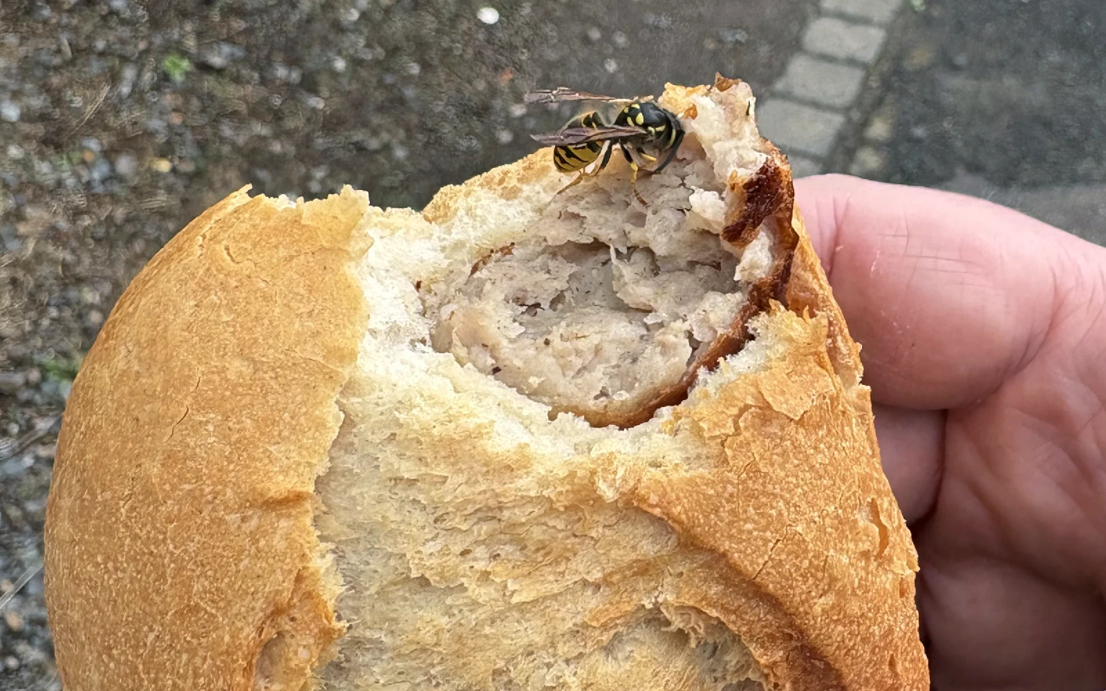 A bee pulling a chunk of meat from a sausage in a bread bun.