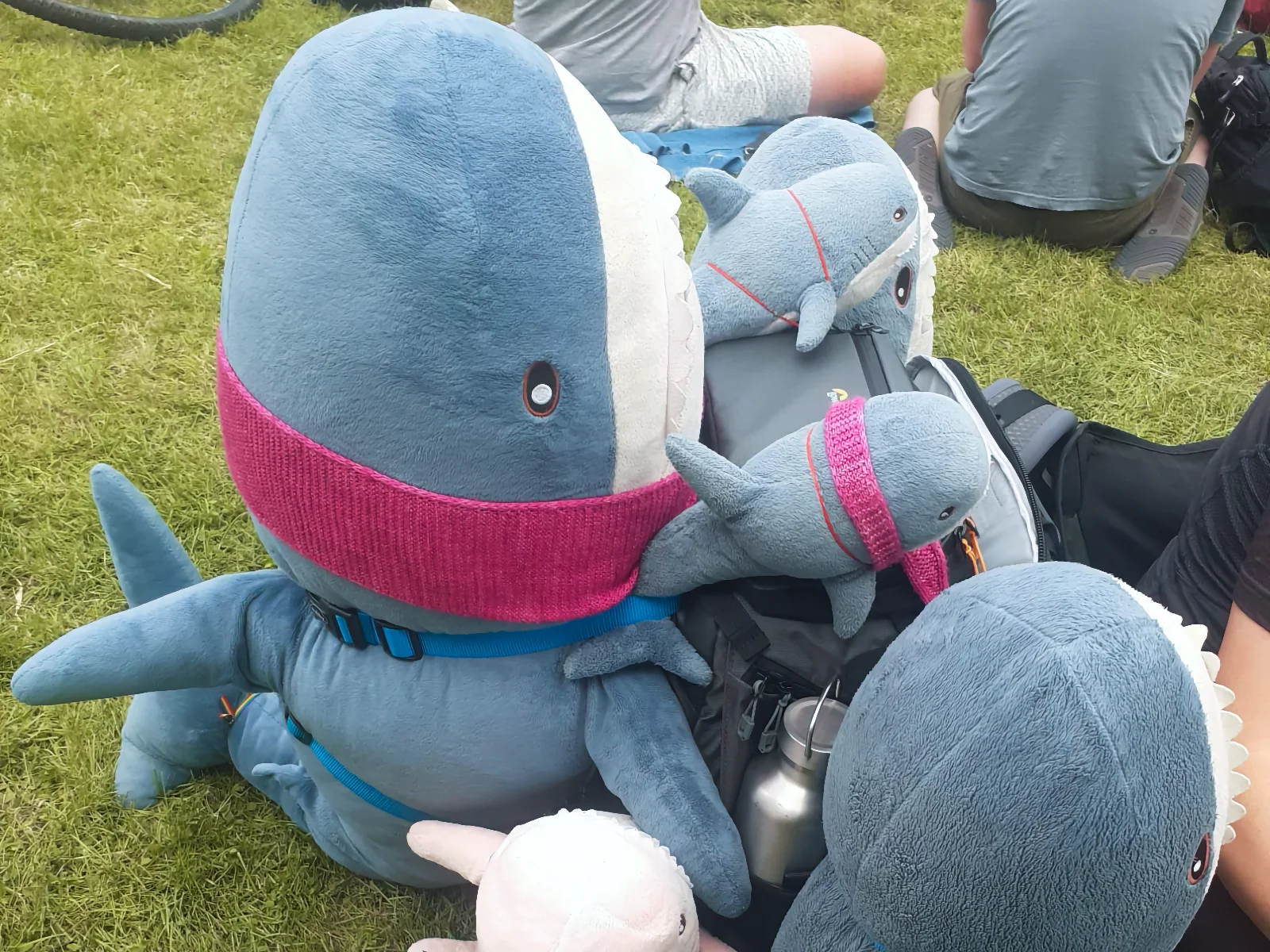 Blue plush shark toys sitting on grass outdoors